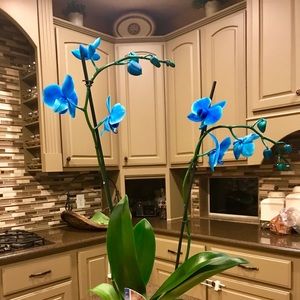 Meet your Posher, Cathy